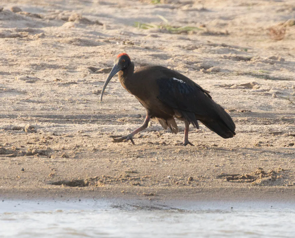 黑鹮(Pseudibis papillosa)