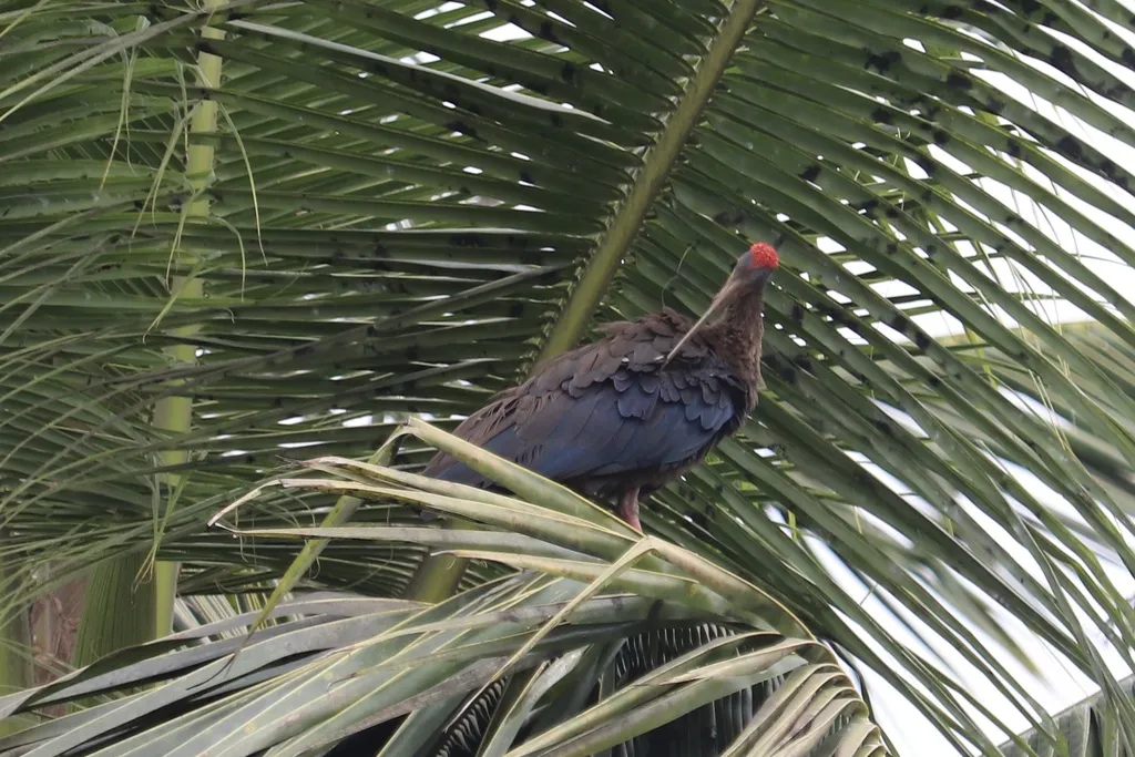 黑鹮(Pseudibis papillosa)