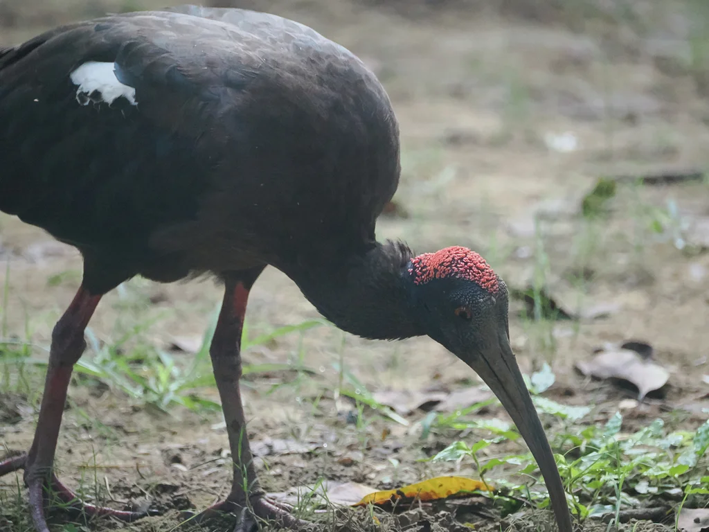 黑鹮(Pseudibis papillosa)