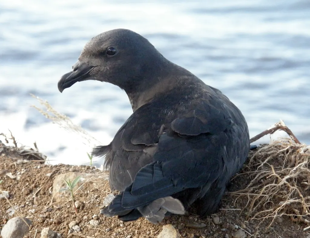 黑圆尾鹱(Pseudobulweria aterrima)
