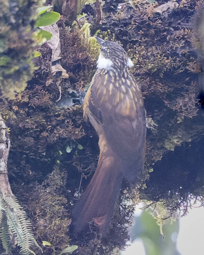 条纹簇颊灶鸫(Pseudocolaptes boissonneautii)