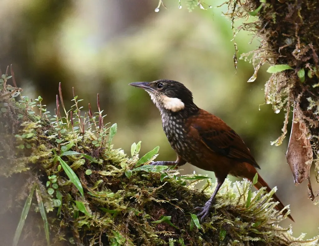 条纹簇颊灶鸫(Pseudocolaptes boissonneautii)