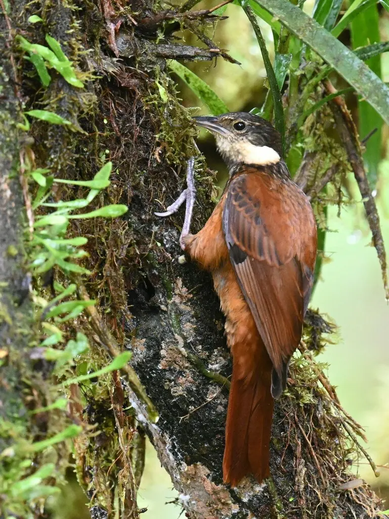 条纹簇颊灶鸫(Pseudocolaptes boissonneautii)