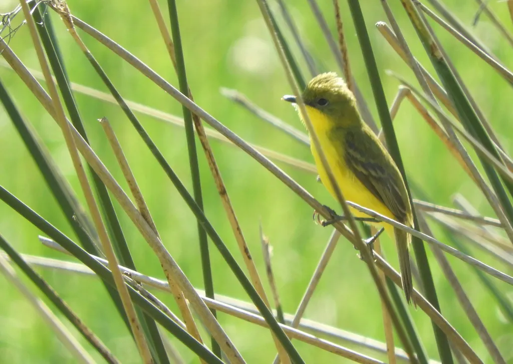 亚热带多拉霸鹟(Pseudocolopteryx acutipennis)