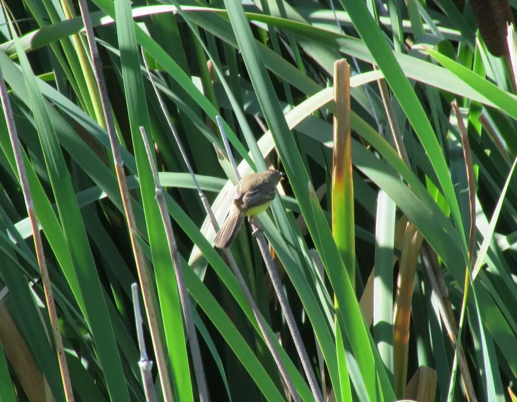 滴答多拉霸鹟(Pseudocolopteryx citreola)