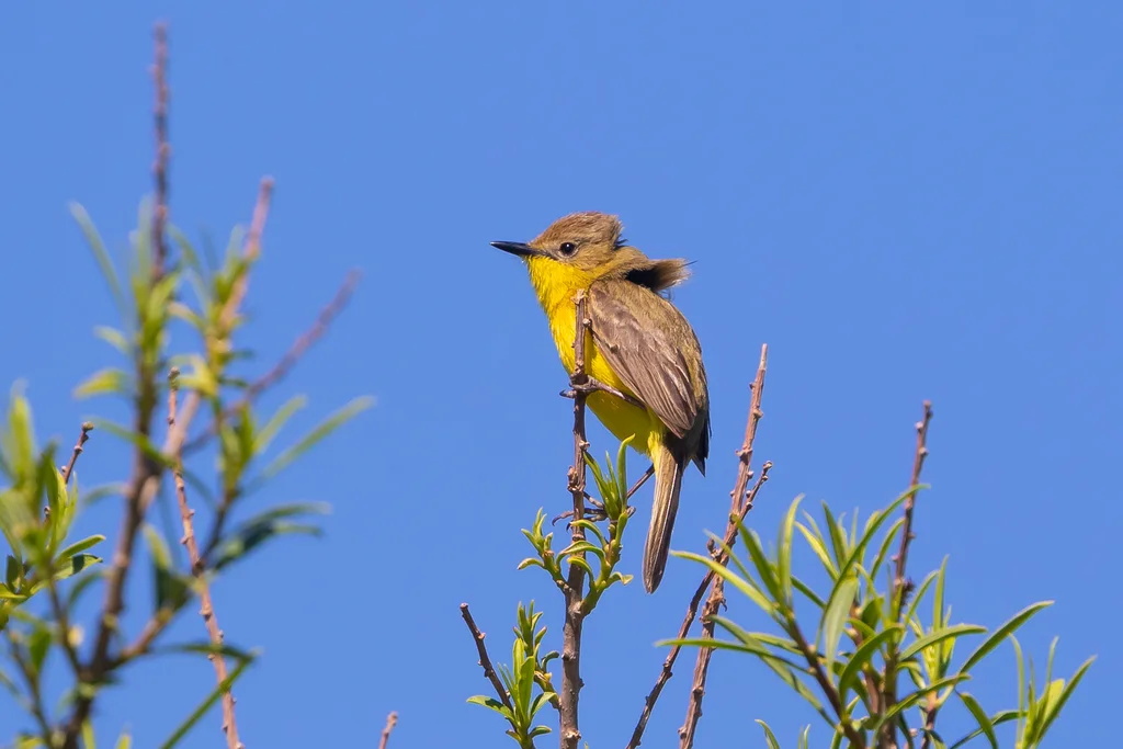南美多拉霸鹟(Pseudocolopteryx dinelliana)