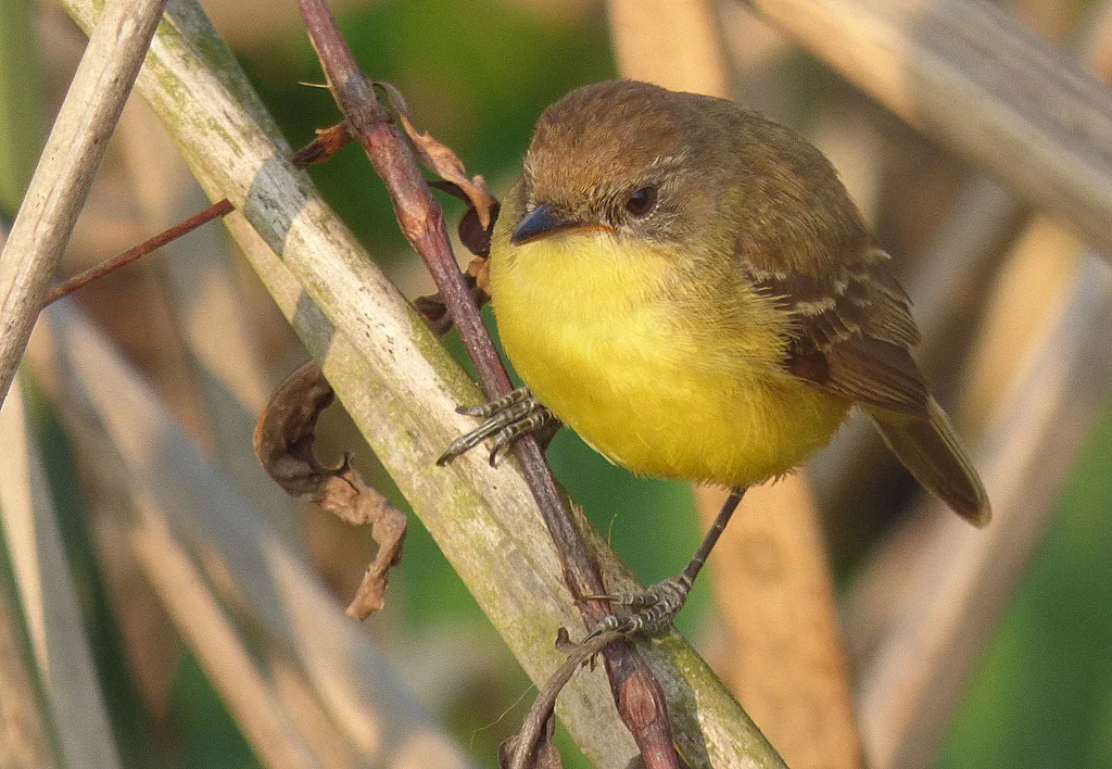 拟莺多拉霸鹟(Pseudocolopteryx flaviventris)