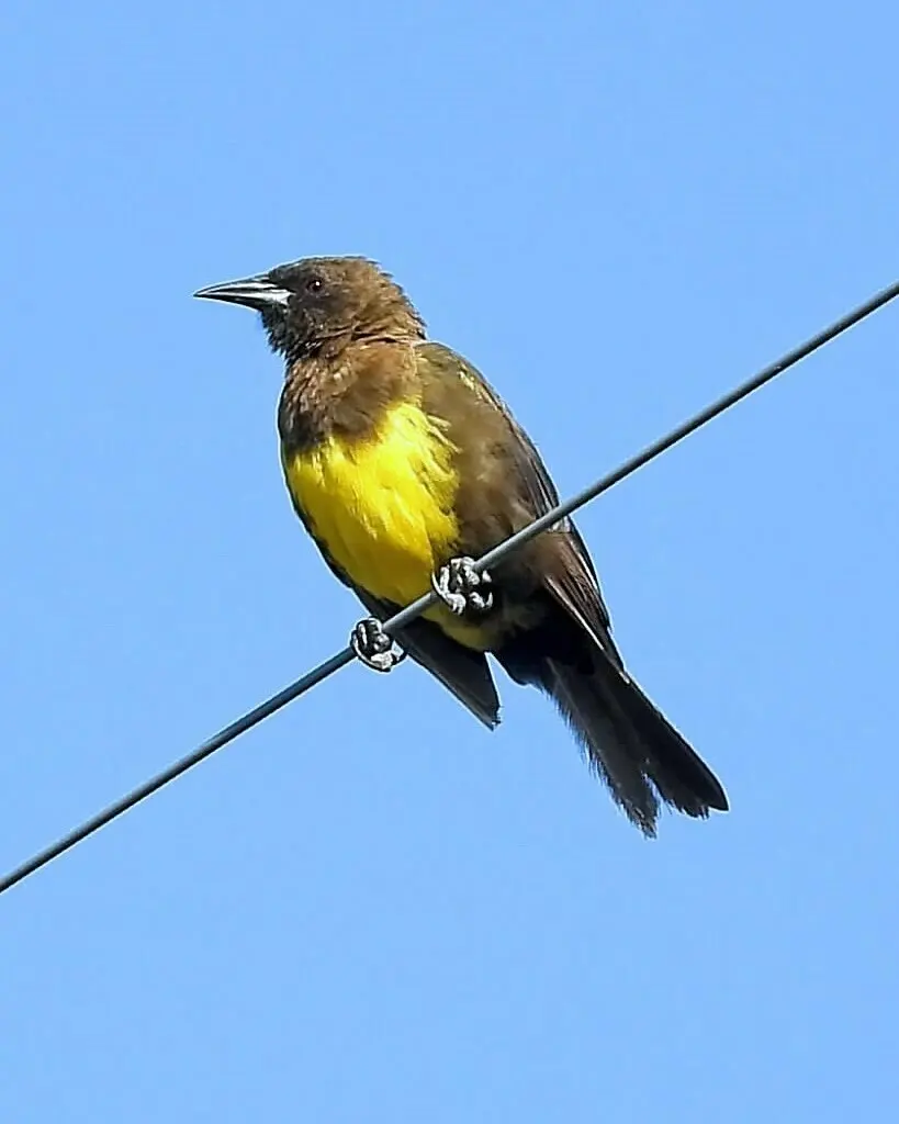 褐黄沼泽雀(Pseudoleistes virescens)