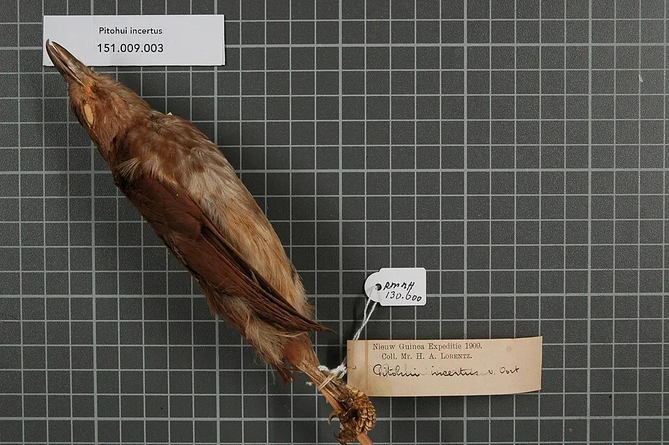 斑胸林鵙鹟（Pseudorectes incertus）