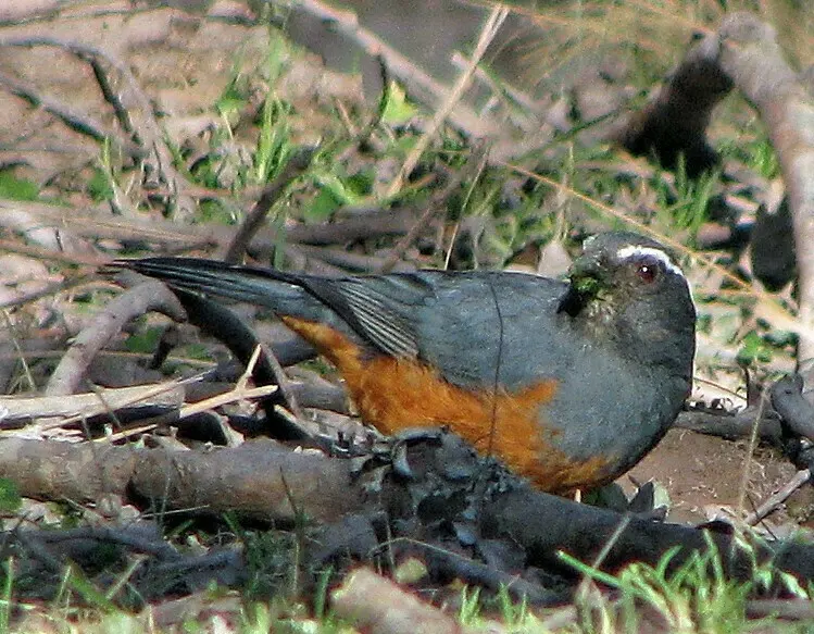 棕腹舞雀（Pseudosaltator rufiventris）