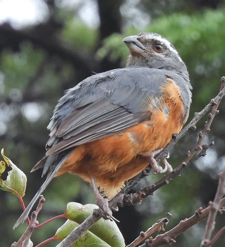 棕腹舞雀（Pseudosaltator rufiventris）