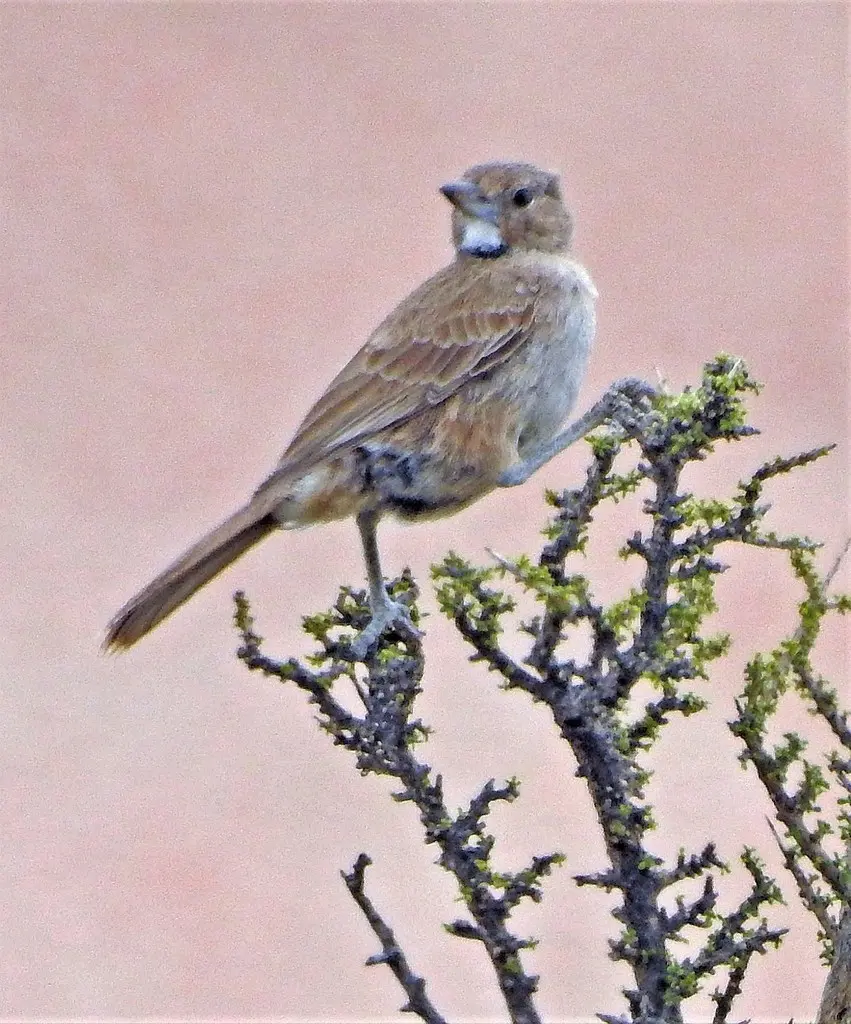 白喉巨灶鸫(Pseudoseisura gutturalis)
