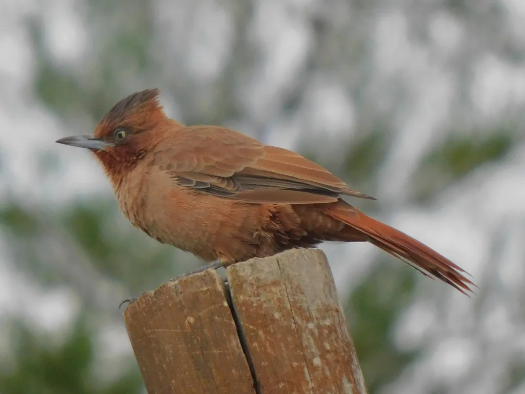 褐巨灶鸫(Pseudoseisura lophotes)