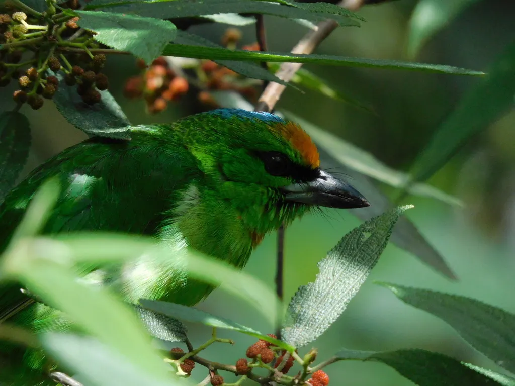 蓝顶拟啄木鸟(Psilopogon armillaris)