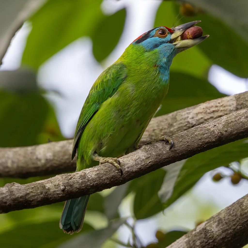 蓝喉拟啄木鸟(Psilopogon asiaticus)