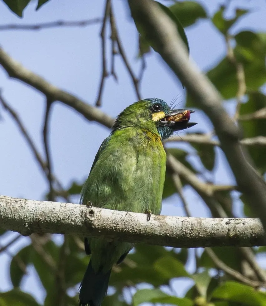 黄耳拟啄木鸟(Psilopogon australis)