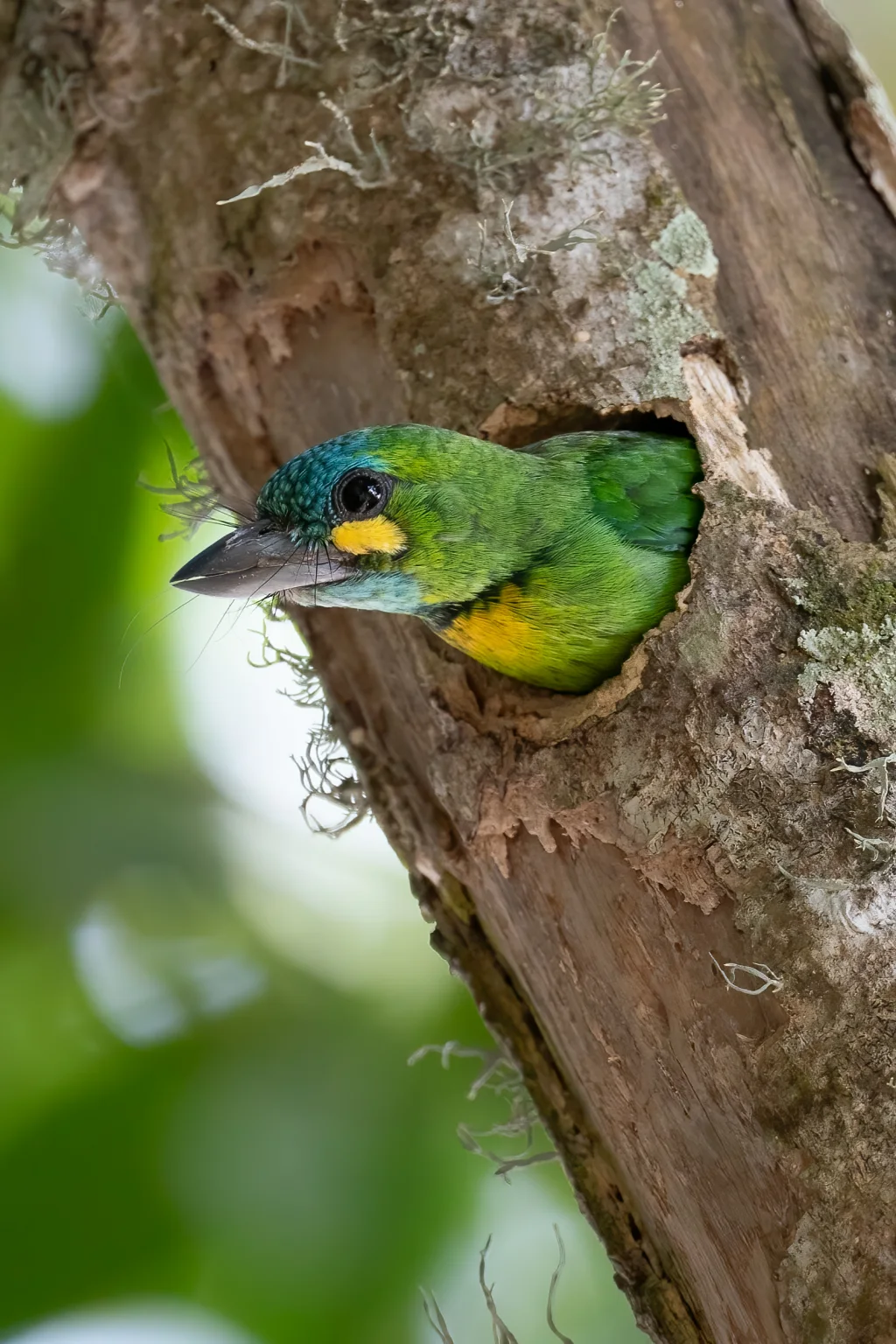 黄耳拟啄木鸟(Psilopogon australis)