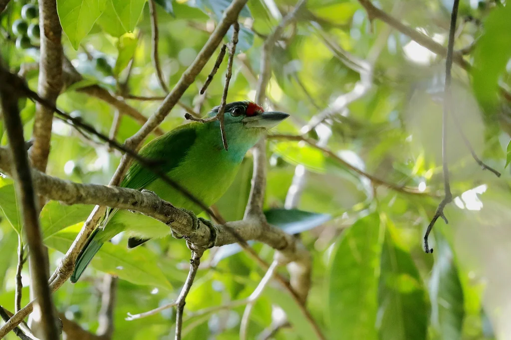 绿喉拟啄木鸟(Psilopogon chersonesus)