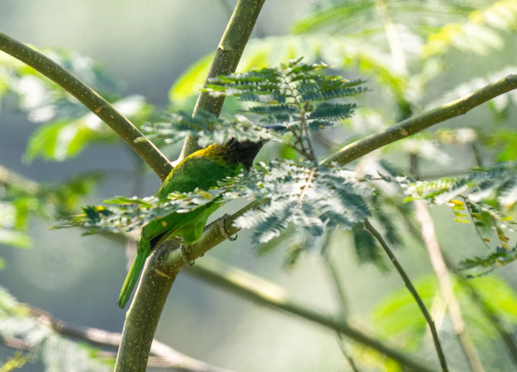 褐喉拟啄木鸟(Psilopogon corvinus)
