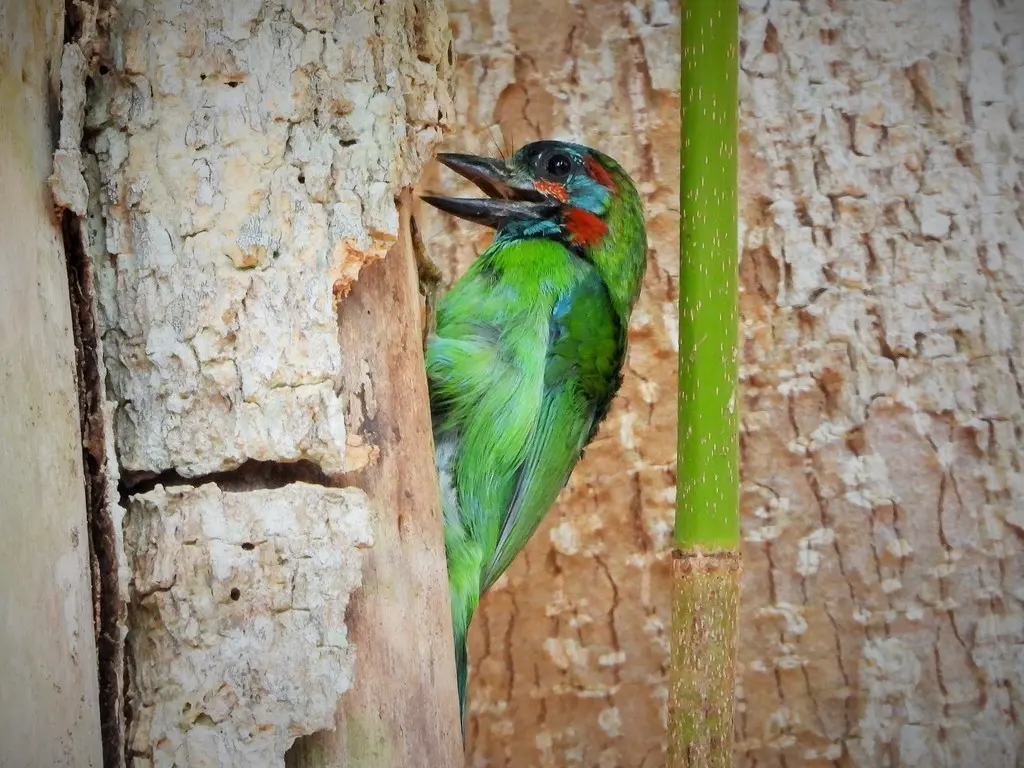 蓝耳拟啄木鸟(Psilopogon cyanotis)