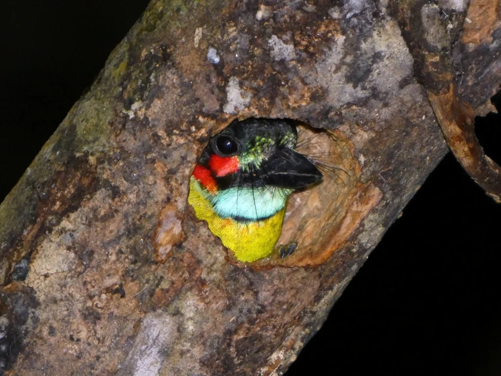 黑耳拟啄木鸟(Psilopogon duvaucelii)