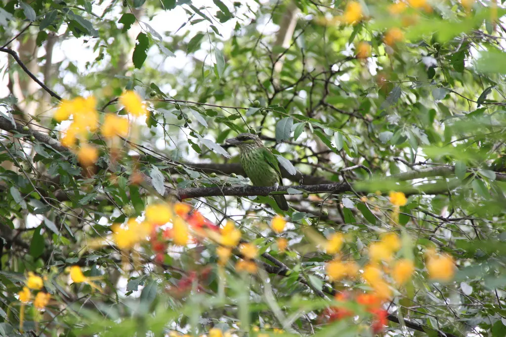 黄纹拟啄木鸟(Psilopogon faiostrictus)