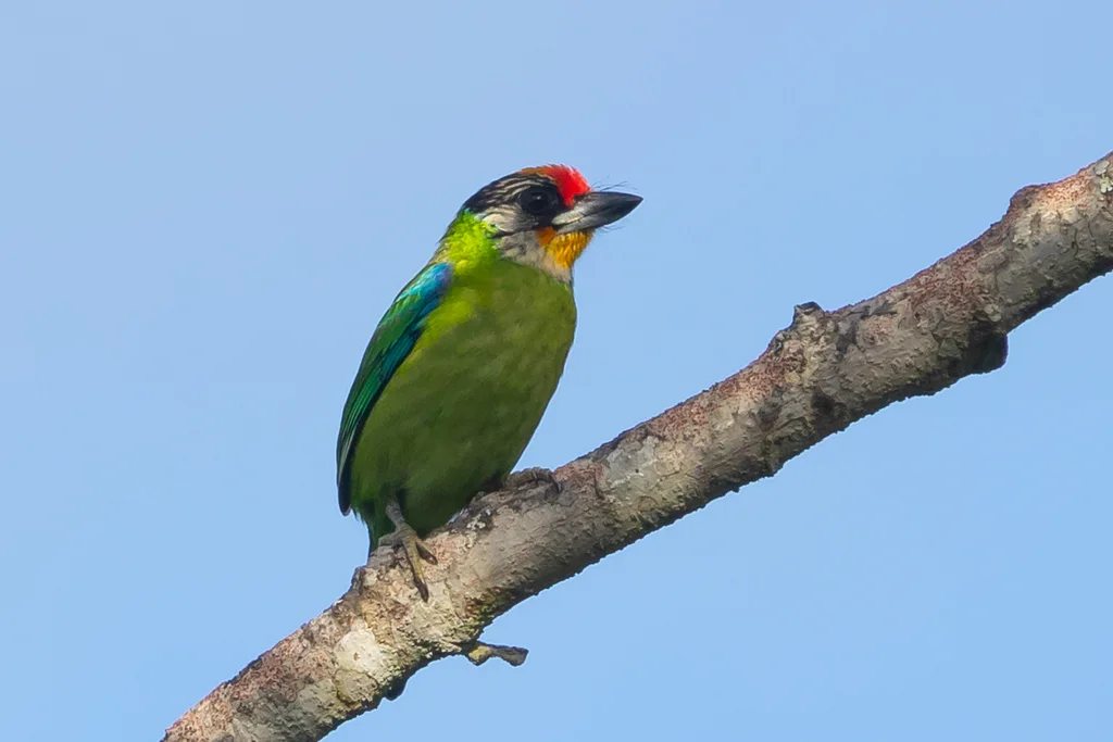 金喉拟啄木鸟(Psilopogon franklinii)
