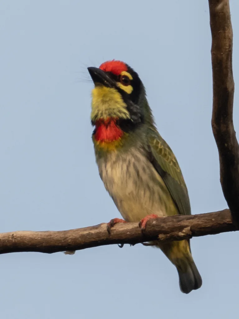 赤胸拟啄木鸟(Psilopogon haemacephalus)