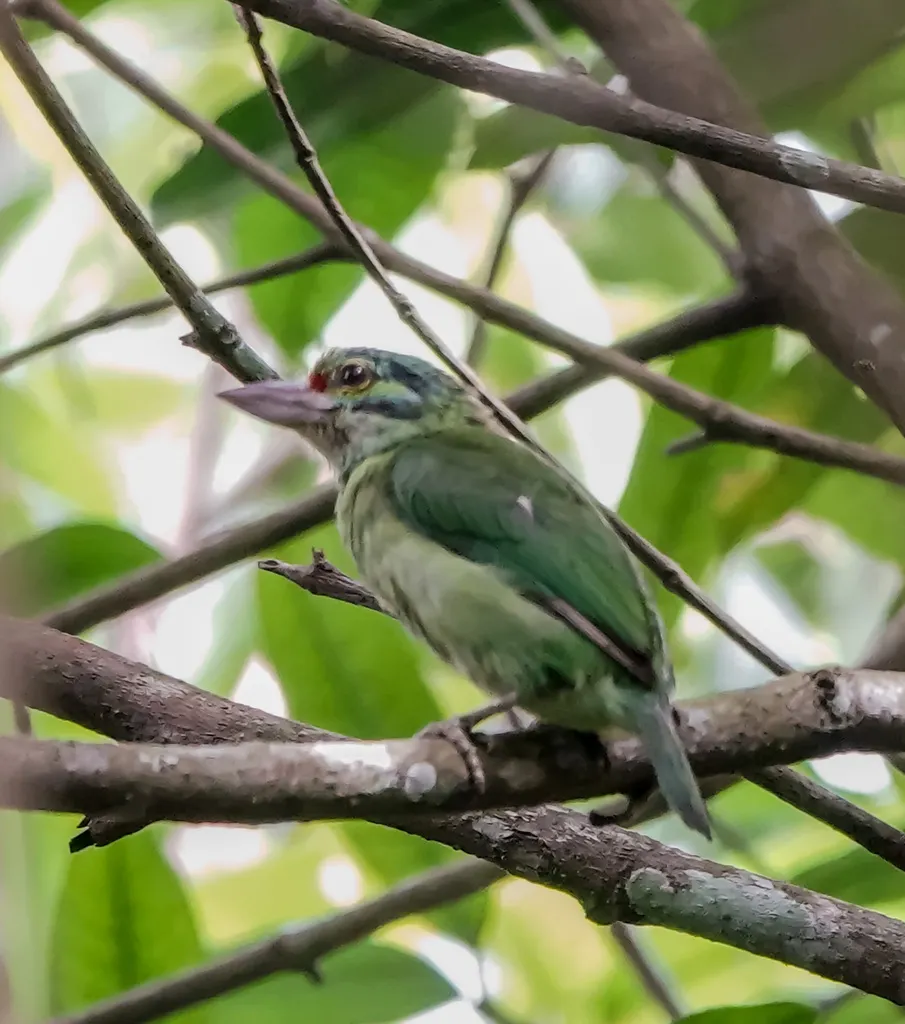 休氏拟啄木鸟(Psilopogon incognitus)