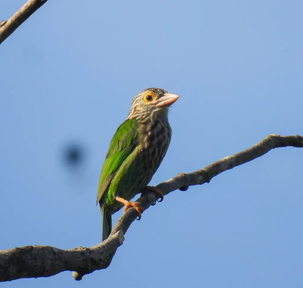 斑头绿拟啄木鸟（Psilopogon lineatus）