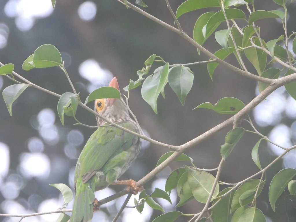 斑头绿拟啄木鸟（Psilopogon lineatus）