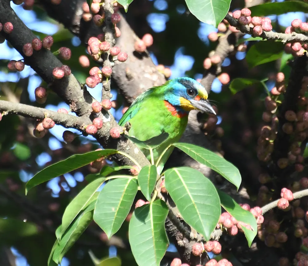 台湾拟啄木鸟(Psilopogon nuchalis)