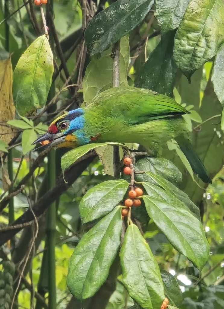 马来拟啄木鸟(Psilopogon oorti)