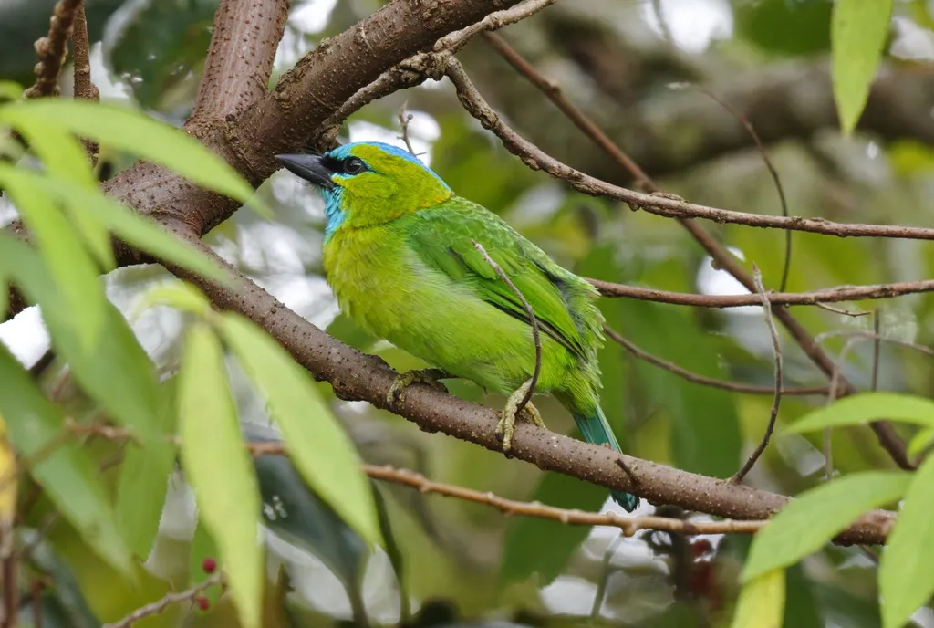 金枕拟啄木鸟(Psilopogon pulcherrimus)
