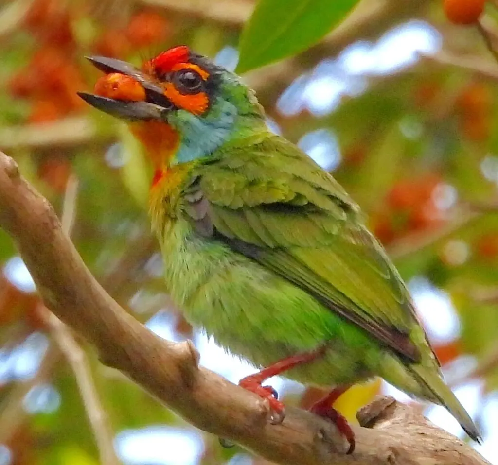 斯里兰卡拟啄木鸟(Psilopogon rubricapillus)