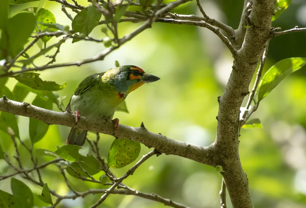 斯里兰卡拟啄木鸟(Psilopogon rubricapillus)