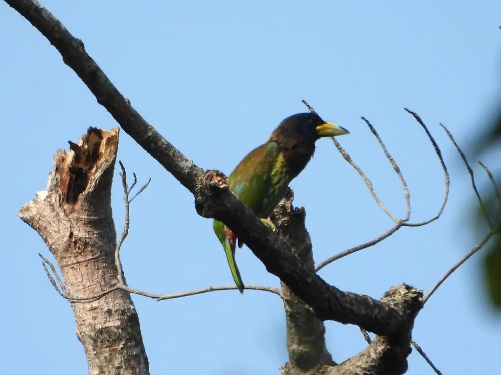 大拟啄木鸟（Psilopogon virens）