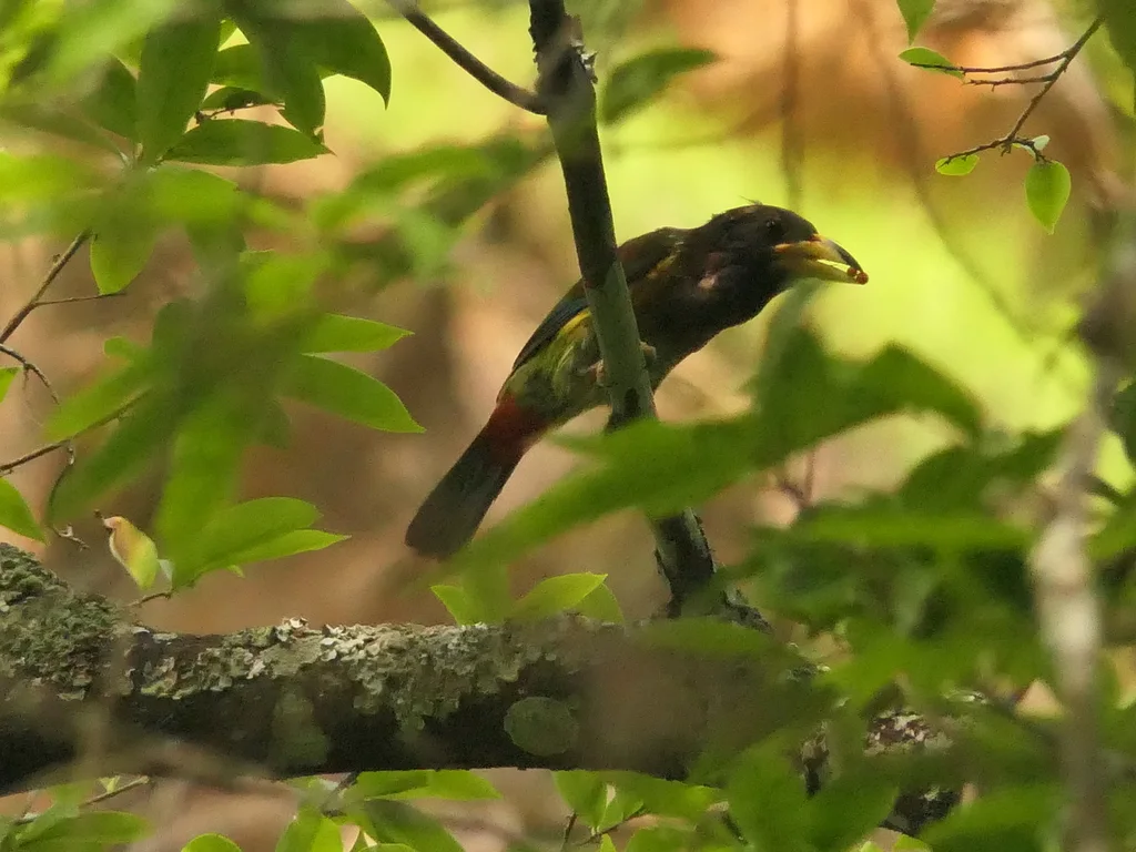 大拟啄木鸟（Psilopogon virens）