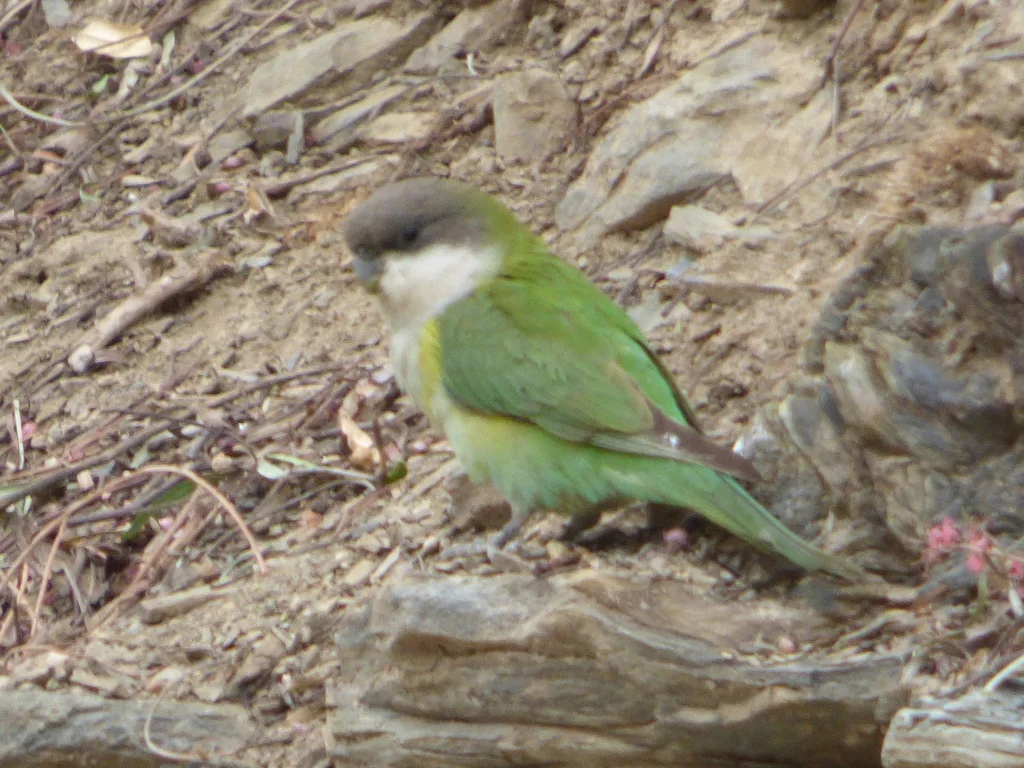 灰顶鹦哥(Psilopsiagon aymara)
