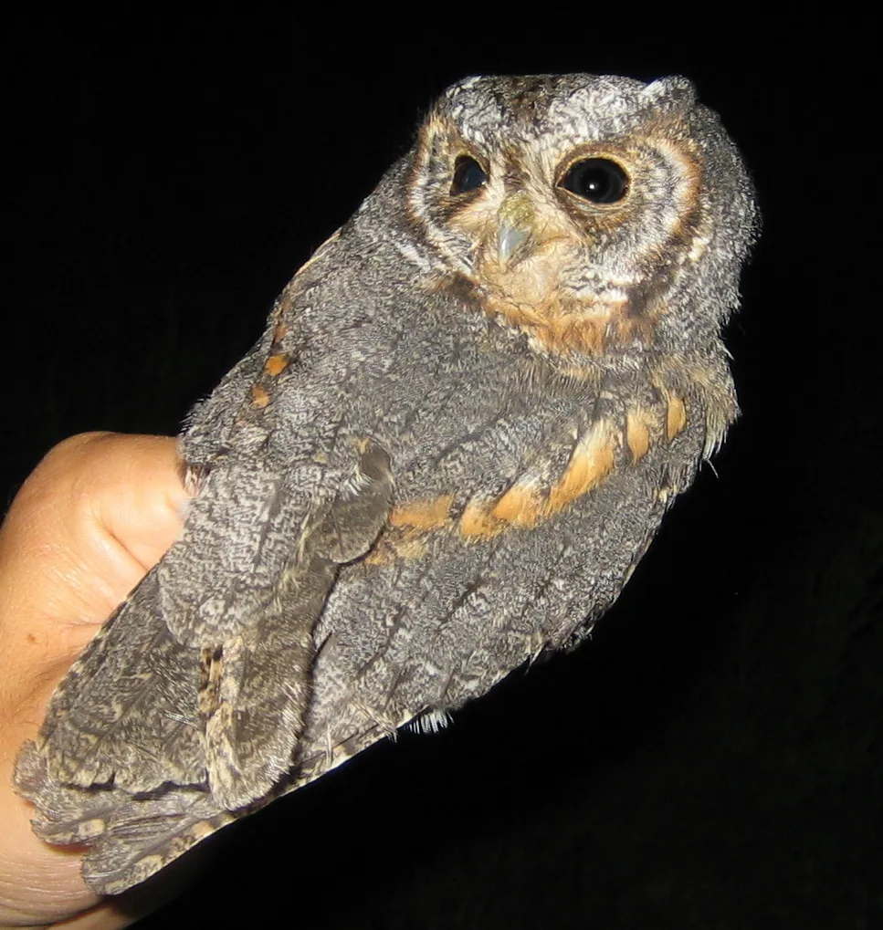 美洲角鸮(Psiloscops flammeolus)