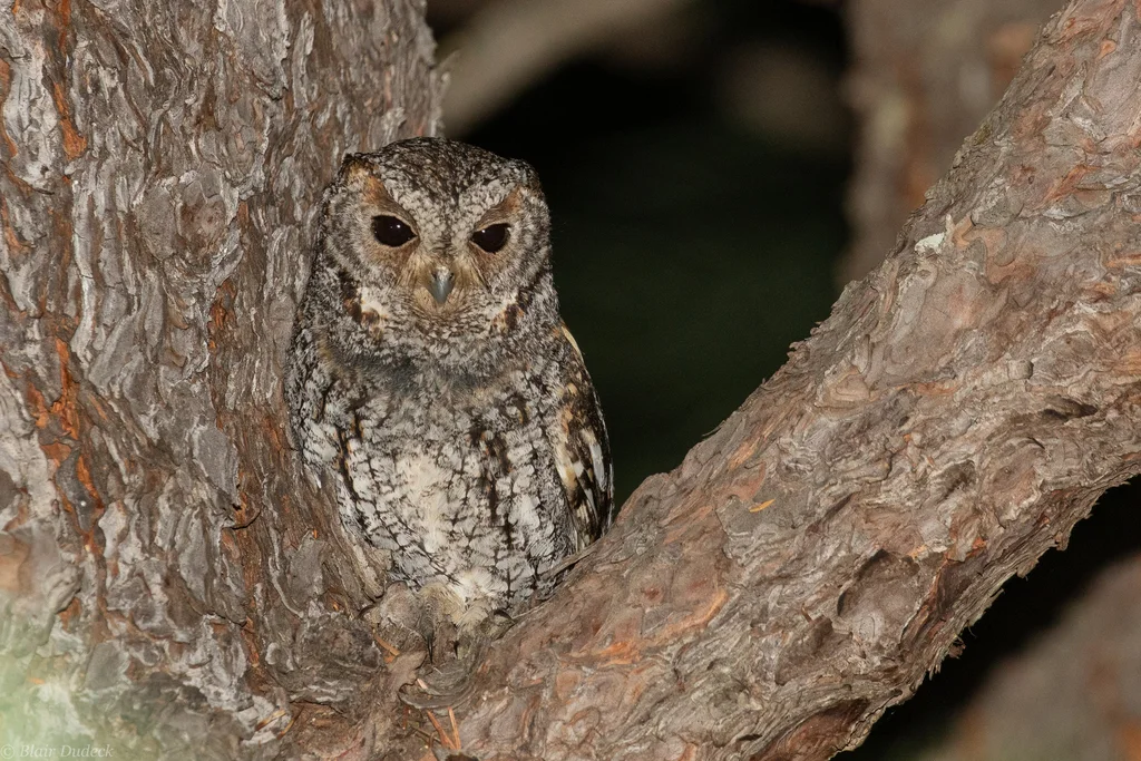 美洲角鸮(Psiloscops flammeolus)