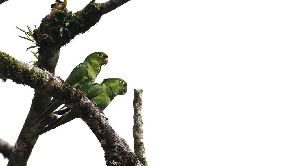 伊岛鹦哥(Psittacara chloropterus)