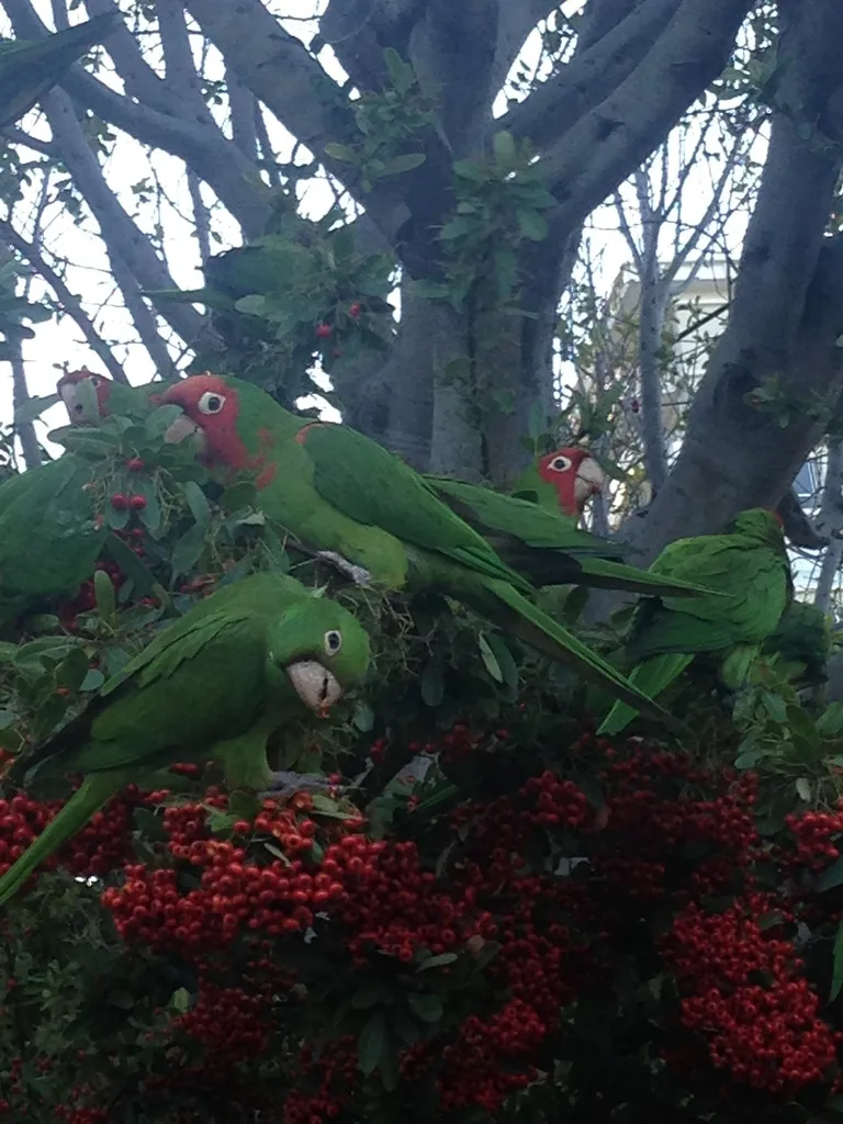红头鹦哥(Psittacara erythrogenys)
