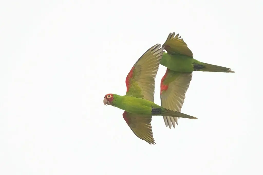 红头鹦哥(Psittacara erythrogenys)
