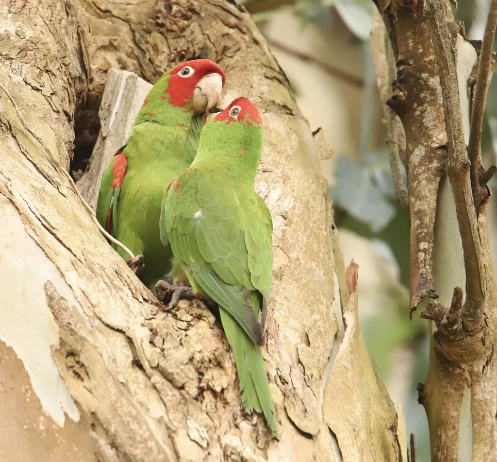 红头鹦哥(Psittacara erythrogenys)