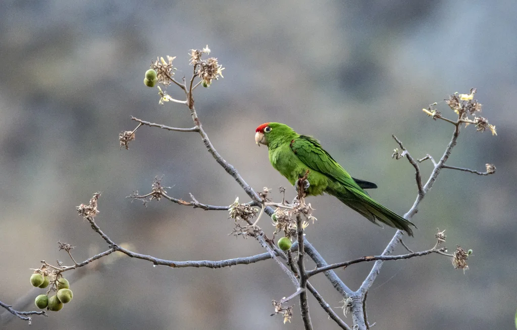 秘鲁红额鹦哥(Psittacara frontatus)