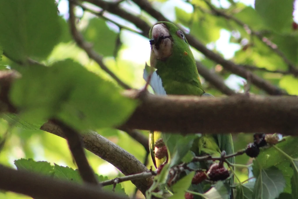 绿鹦哥(Psittacara holochlorus)