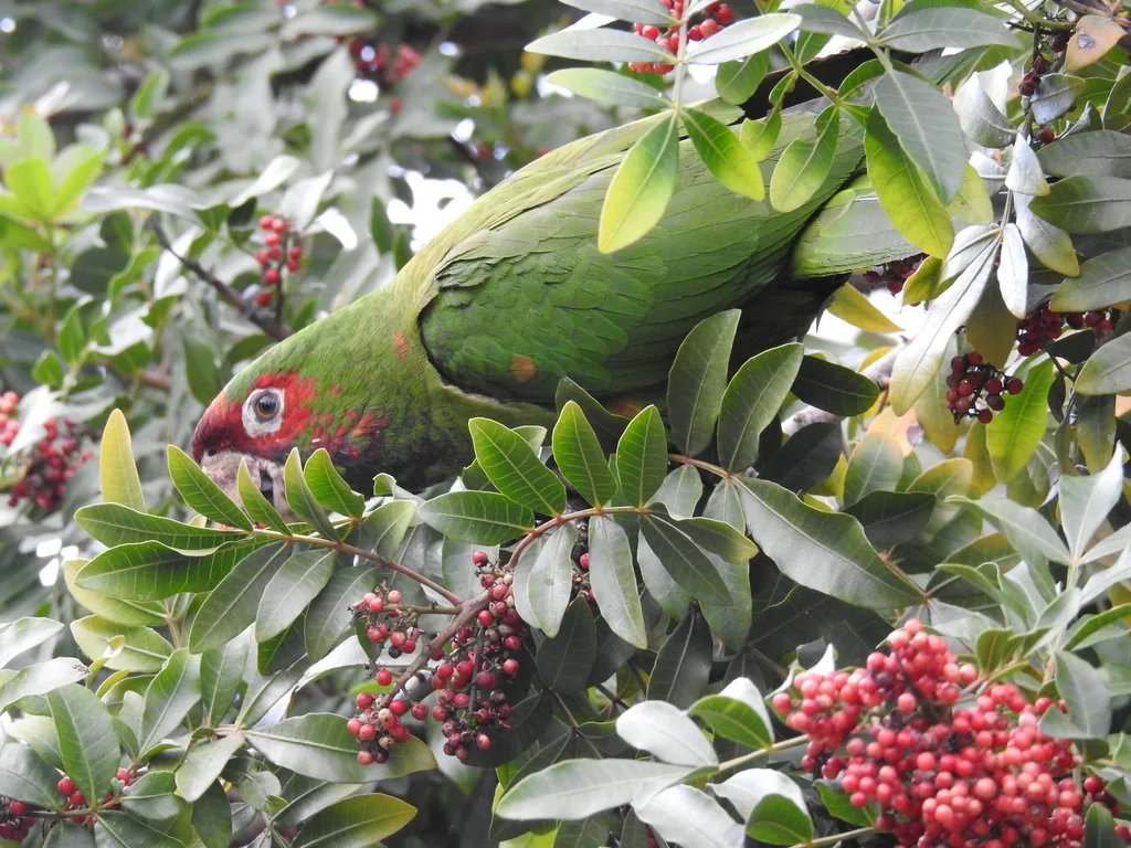 红耳绿鹦哥(Psittacara mitratus)