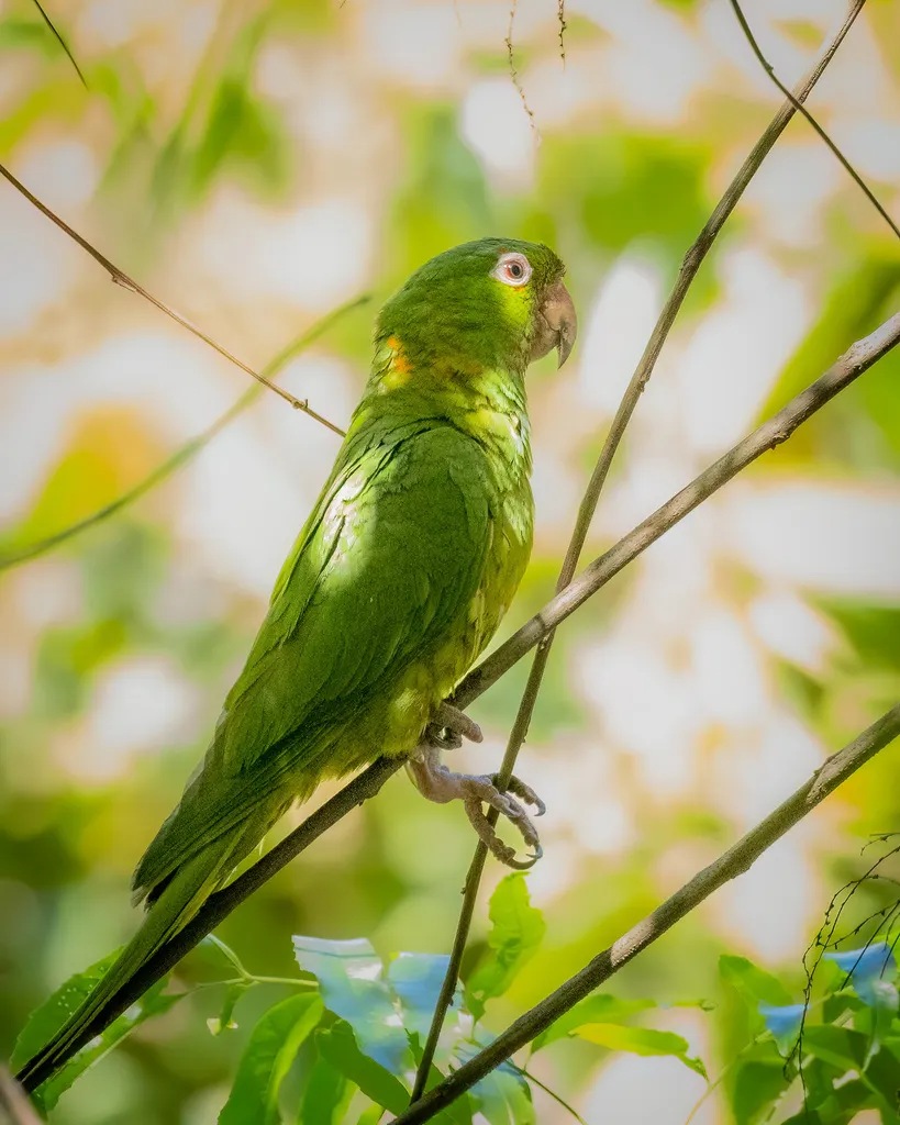 尼加拉瓜绿鹦哥(Psittacara strenuus)