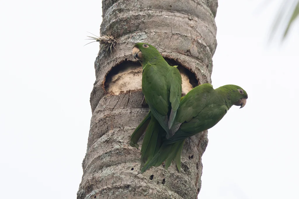尼加拉瓜绿鹦哥(Psittacara strenuus)
